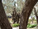 I:\Maria Valtorta\SiteWeb\Photos\BMM\JardinOliviersIcone.JPG